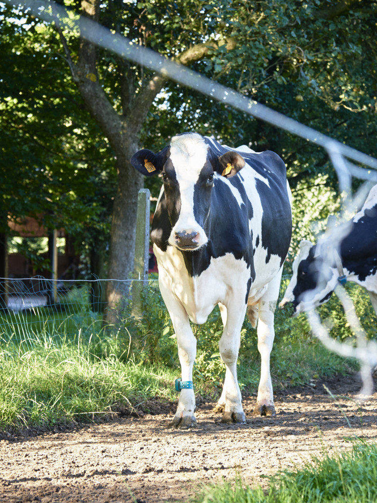 koe naar weide