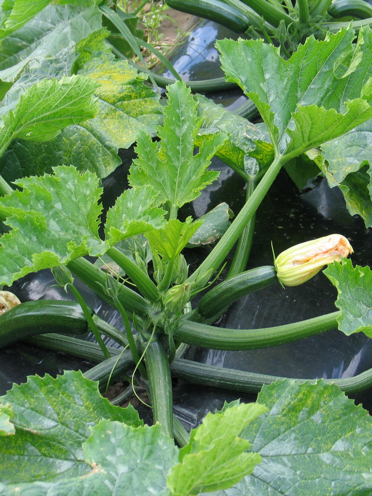 courgette gewas