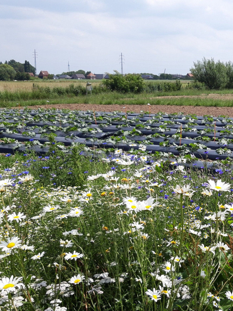 bloemenrand bij courgette op het demoperceel agronatuur