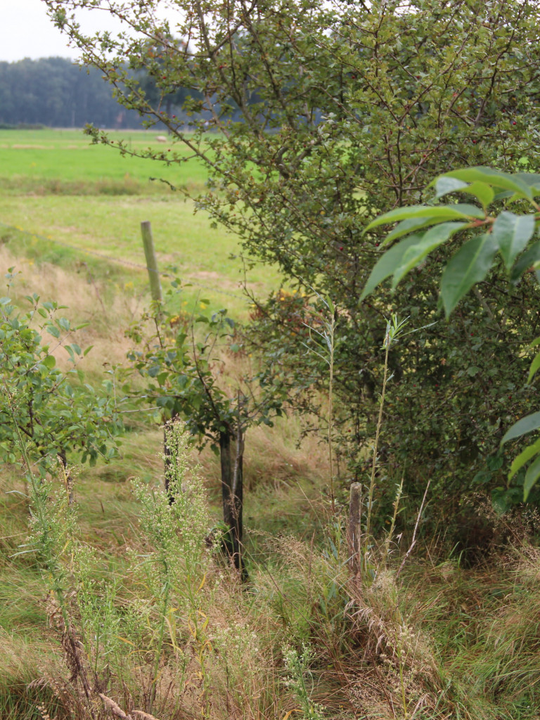 Voederbomen