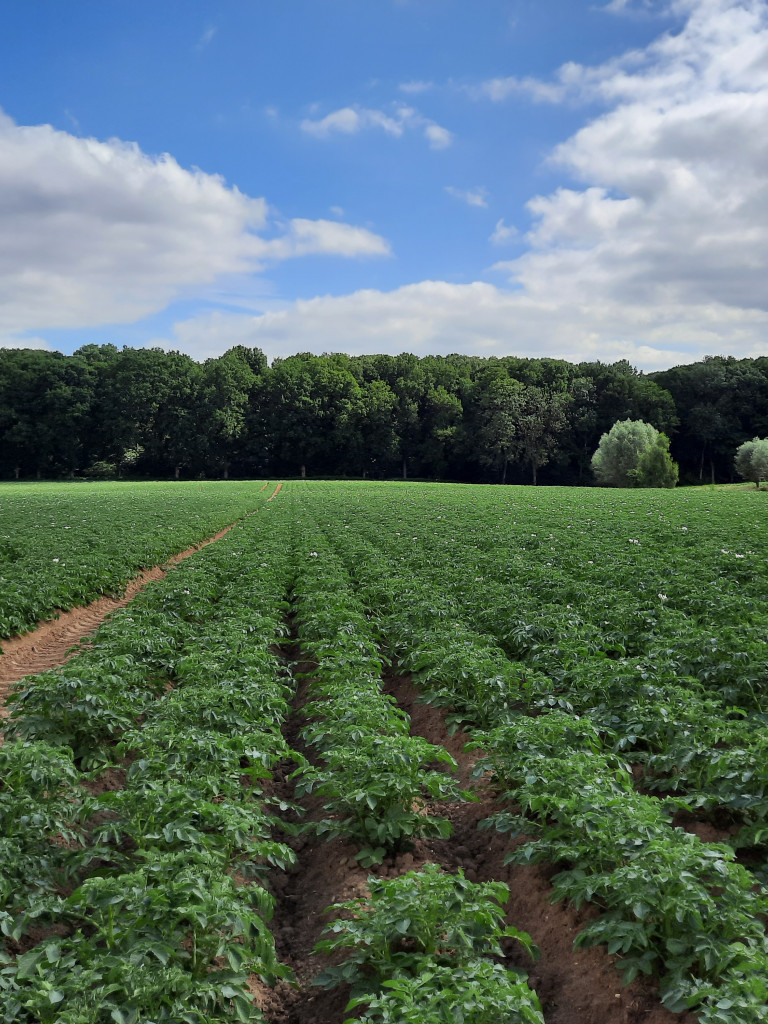 aardappelveld - proef bemesting in de rij