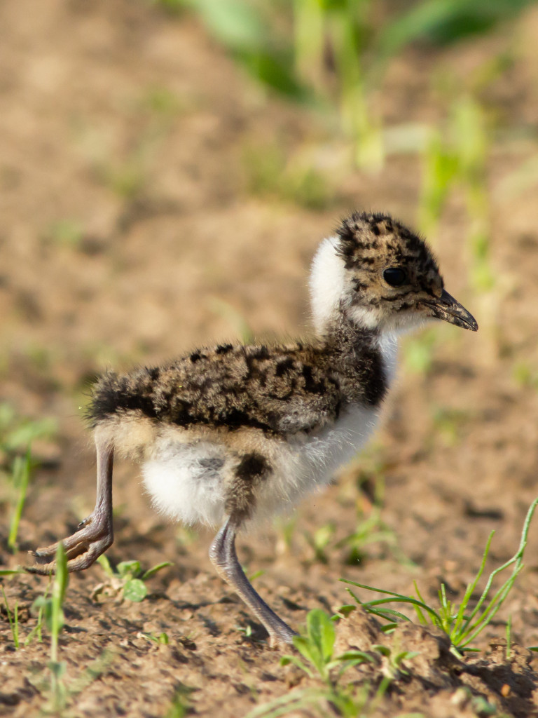 AdobeStock_kievitskuiken