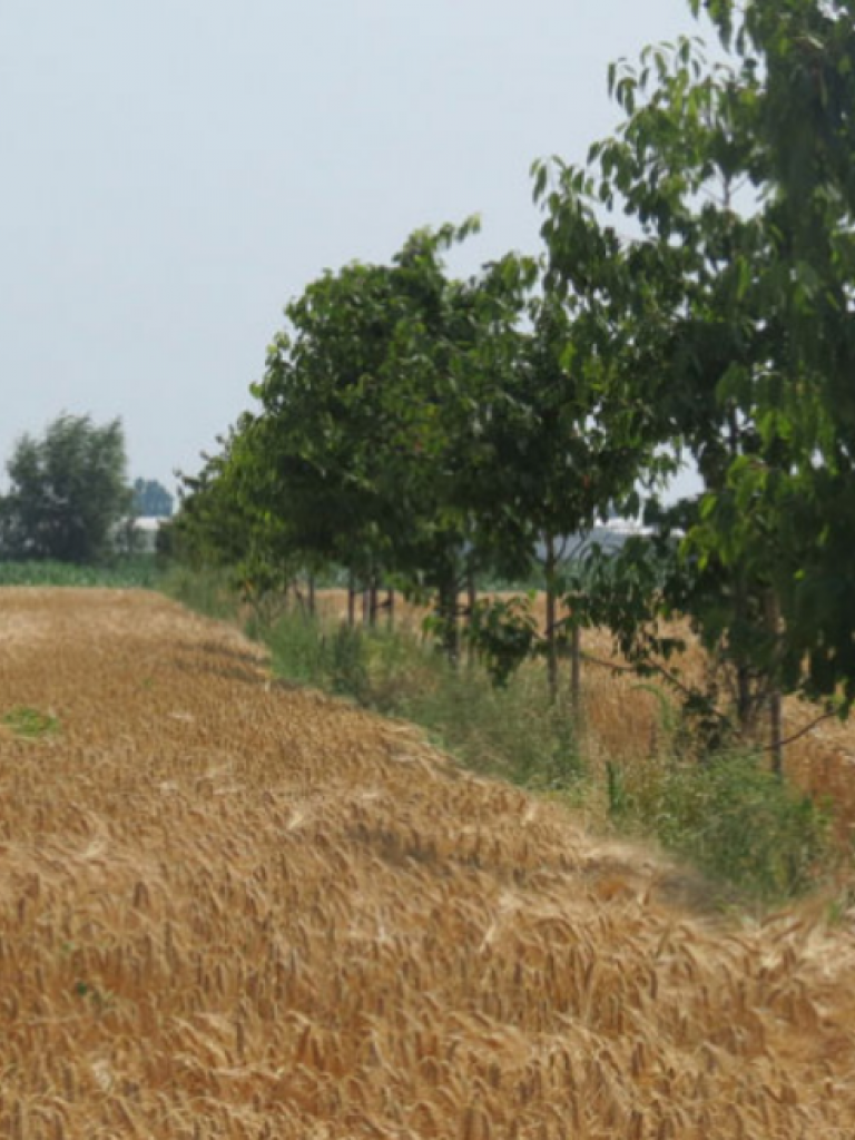 Voorbeeld agroforestryperceel in Vlaanderen (c) Consortium Agroforestry Vlaanderen