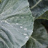 Kolenblad met druppels water