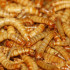 meelwormen insecten