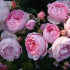 Engelse Roos