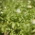 Aardappelplant in veld