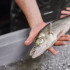 pikeperch aquaculture