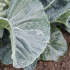 bloemkoolplant