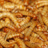 Meelwormen