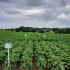 Rassenproef aardappelen 2022