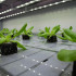 Meerlagenteelt Agrotopia
