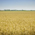 Sfeerbeeld landbouw west-vlaanderen