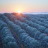 Sfeerfoto landbouwlandschap