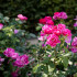 Rozen in rozentuin