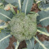 Broccoli scherm in het veld