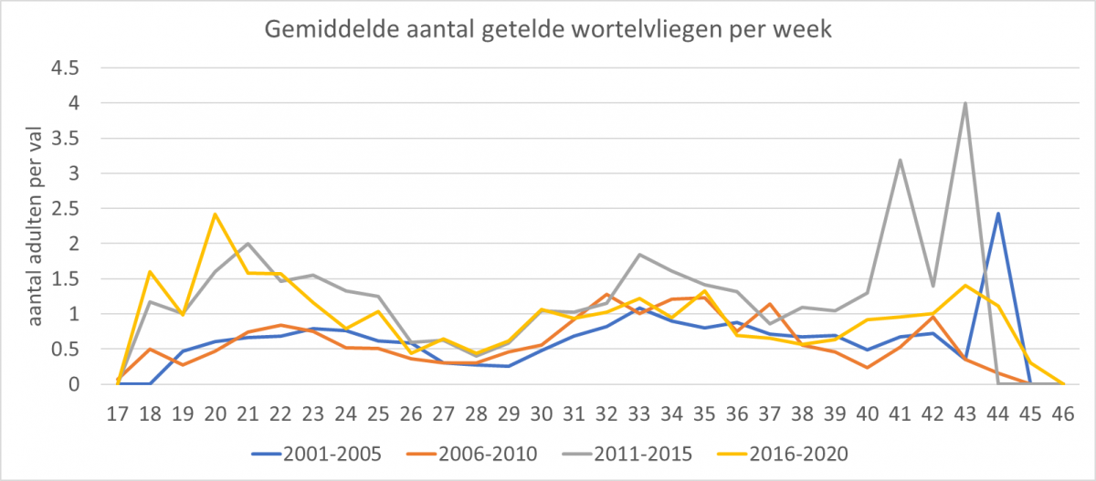 Gemiddeld aantal wortelvliegen per week