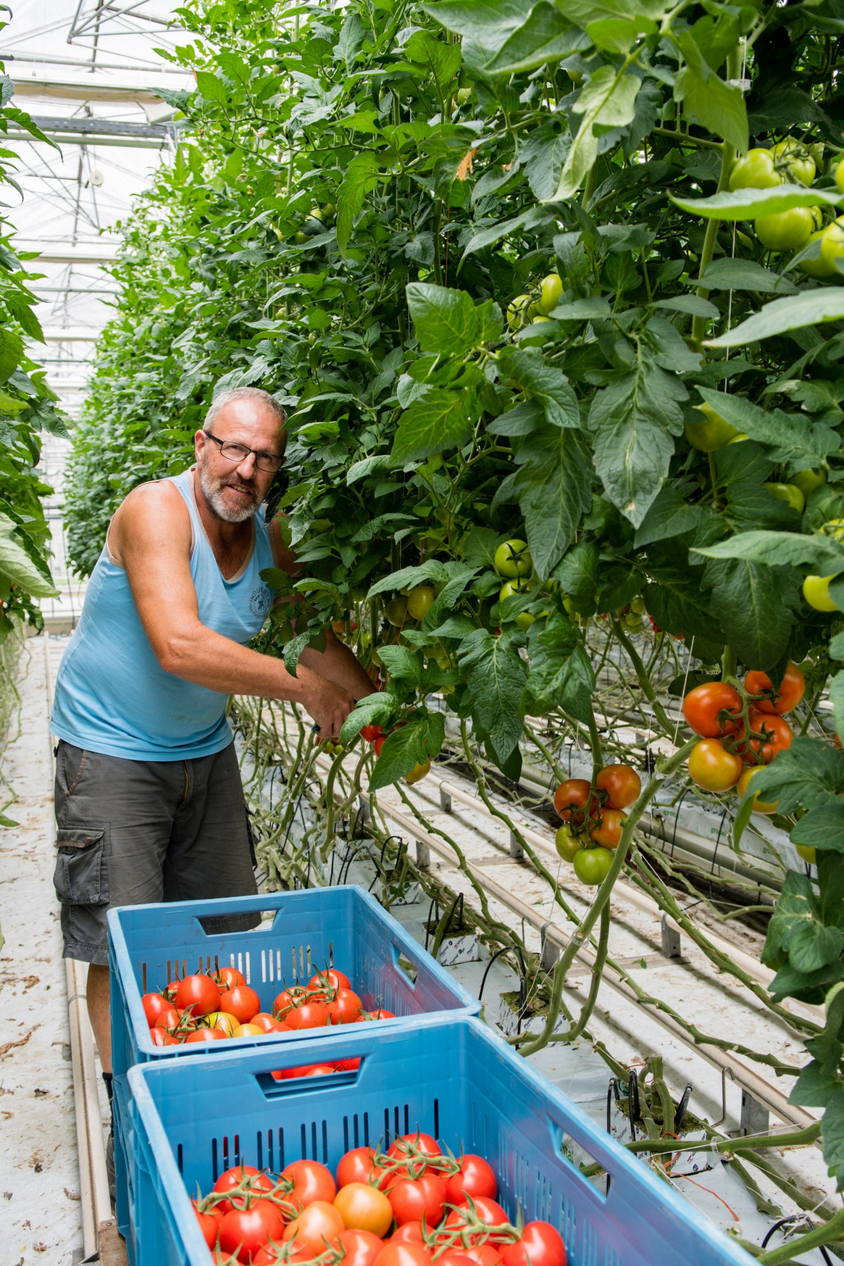Tomatenteelt op Inagro