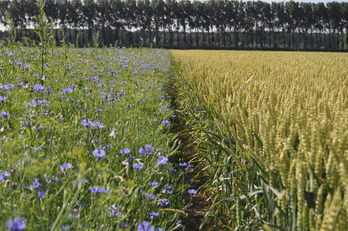 bloemenrand naast granen