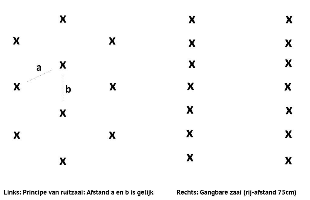 Uitleg ruitzaai