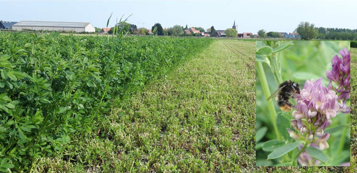 Bombus ruderarius on alfalfa.png