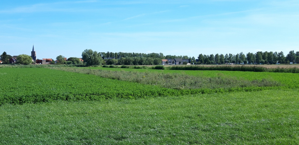 maaibeheer luzerne.jpg