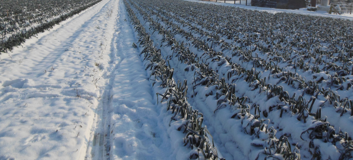 sneeuw in de prei