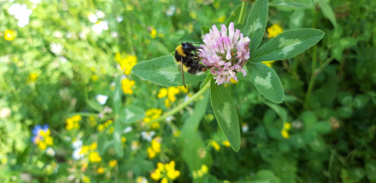 hommel op klaver