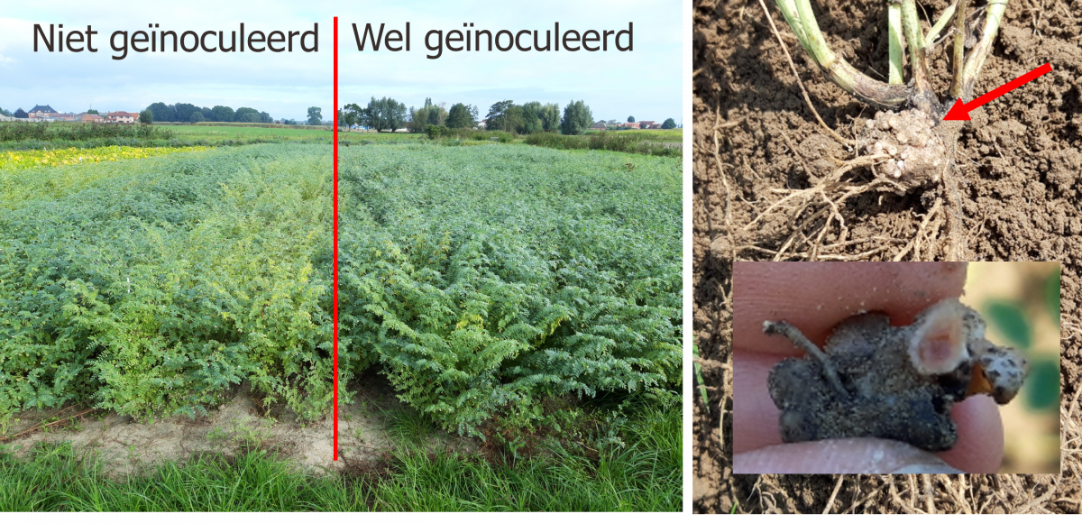 Inoculatie en knobbeltjes