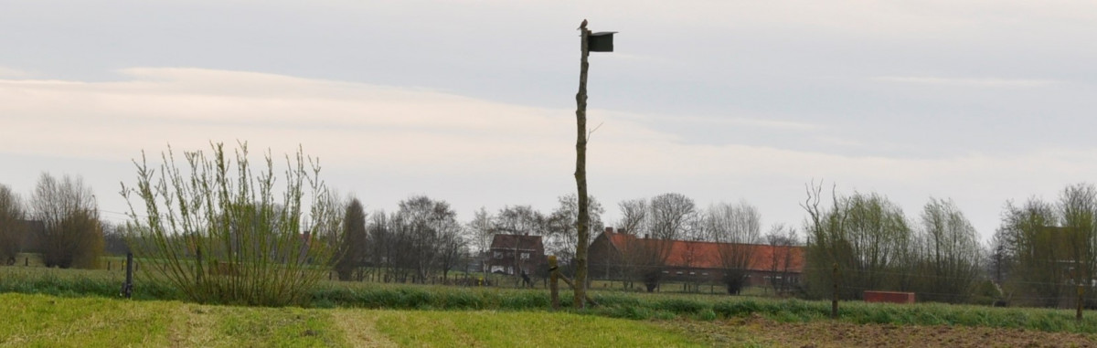 Torenvalkkast