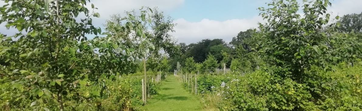 Agroforestry