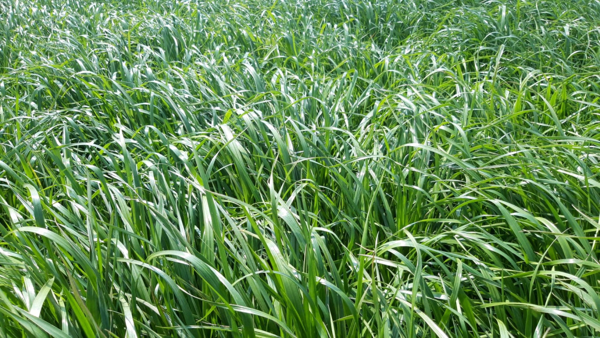 Gras