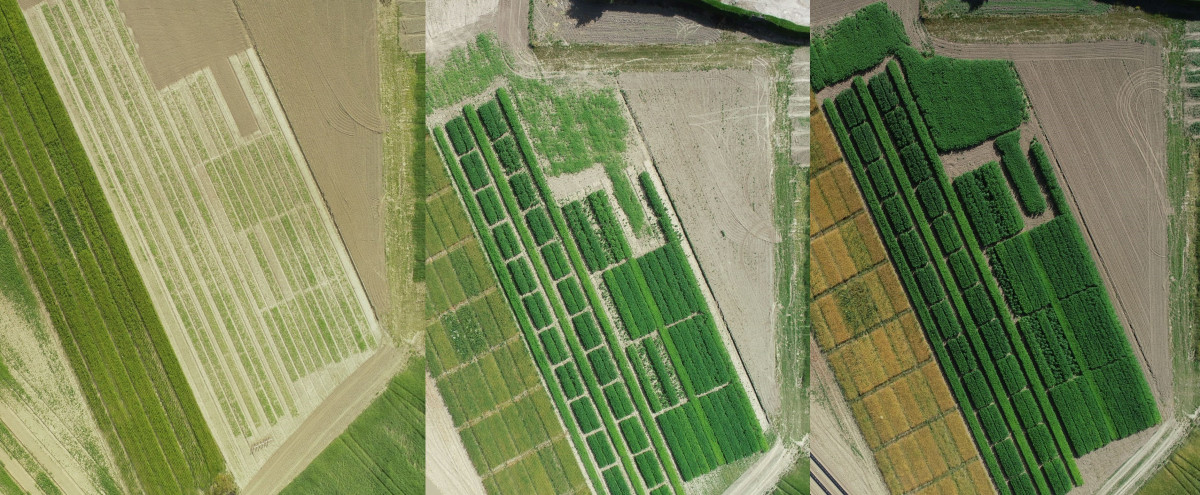 Dronebeelden hennep
