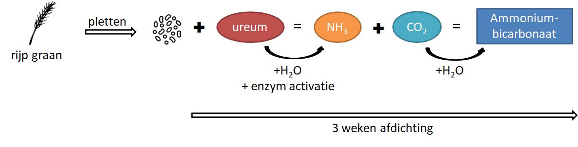Granen behandelen met ureum
