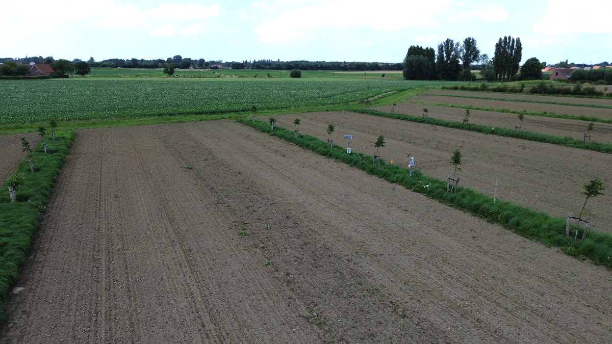 Perceel agroforestry in beitem