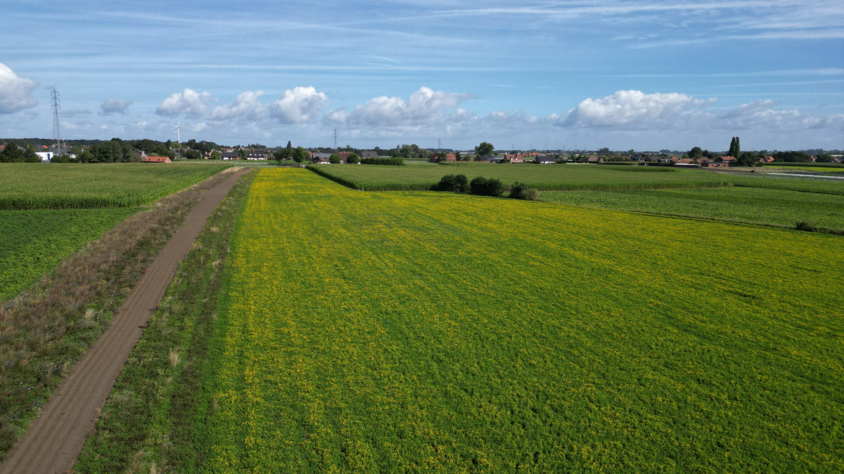 Dronebeeld rolklaverakker