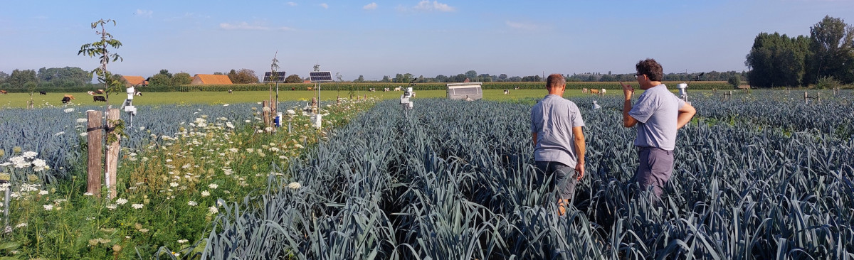 Prei in agroforestry