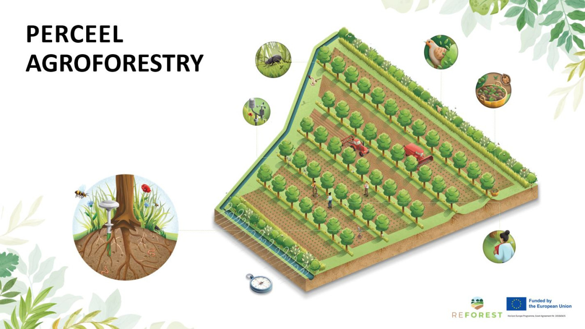 Visual agroforestry perceel