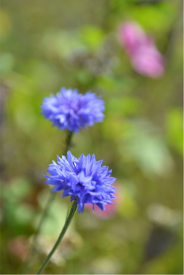 Bloemenranden bevorderen nuttige insecten