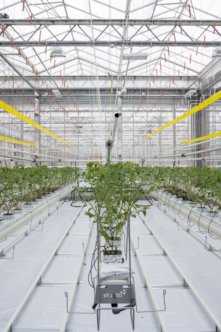 Jong tomatengewas in Agrotopia