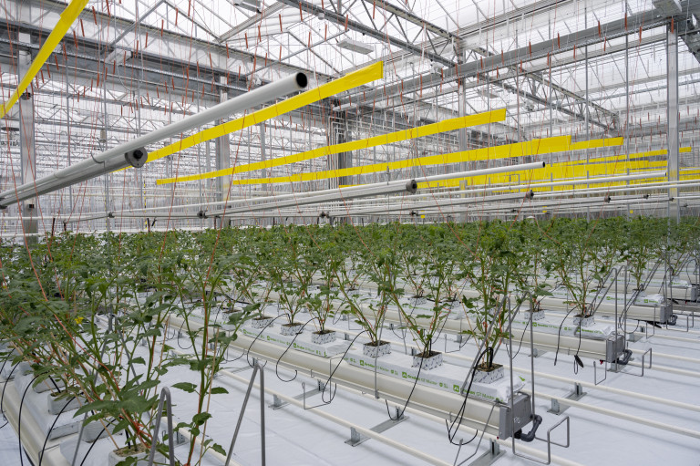 Agrotopia hydrocultuur tomaat