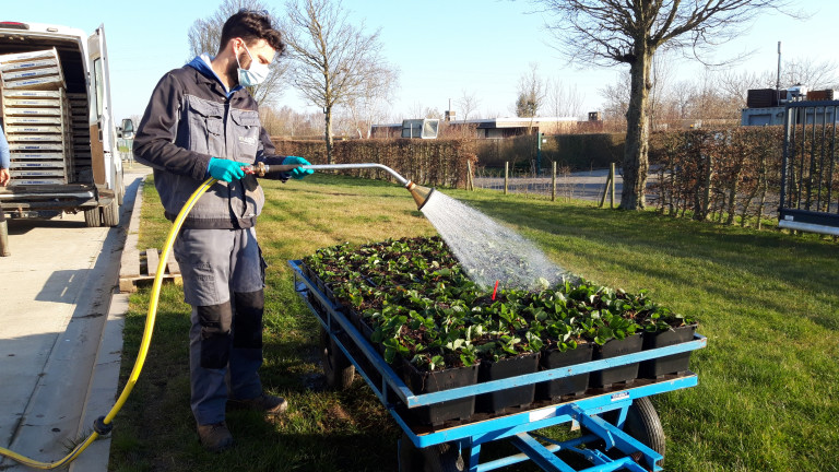 Substraat bevochtigen voor opplant