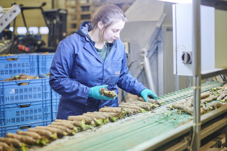 witloof sorteren en intafelen
