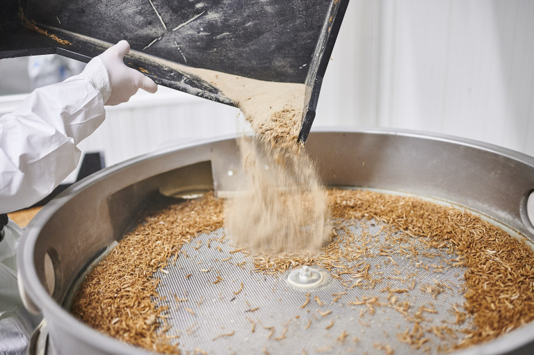 sorteren en zeven van insecten