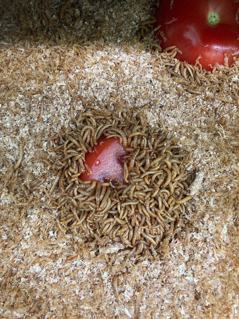 Entomoponics_Tomco2