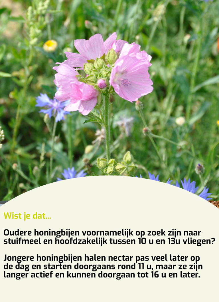 Wistjedat