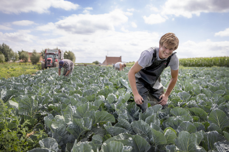 Kolen veld themabeeld