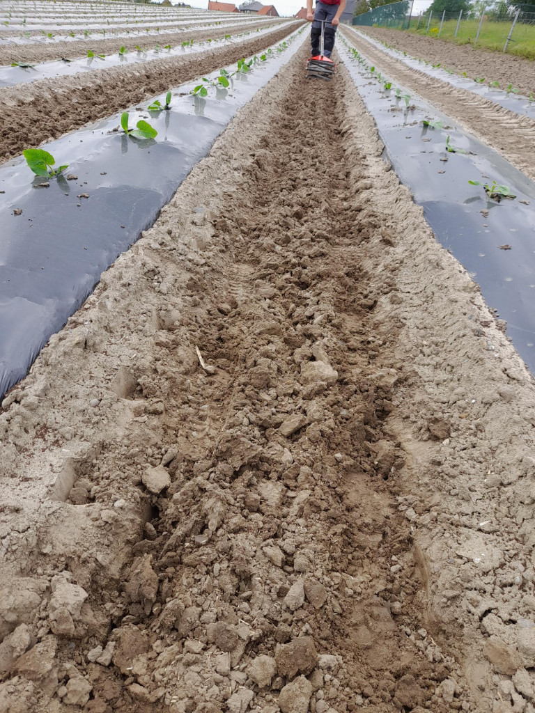 Zaaien klaver_courgetten