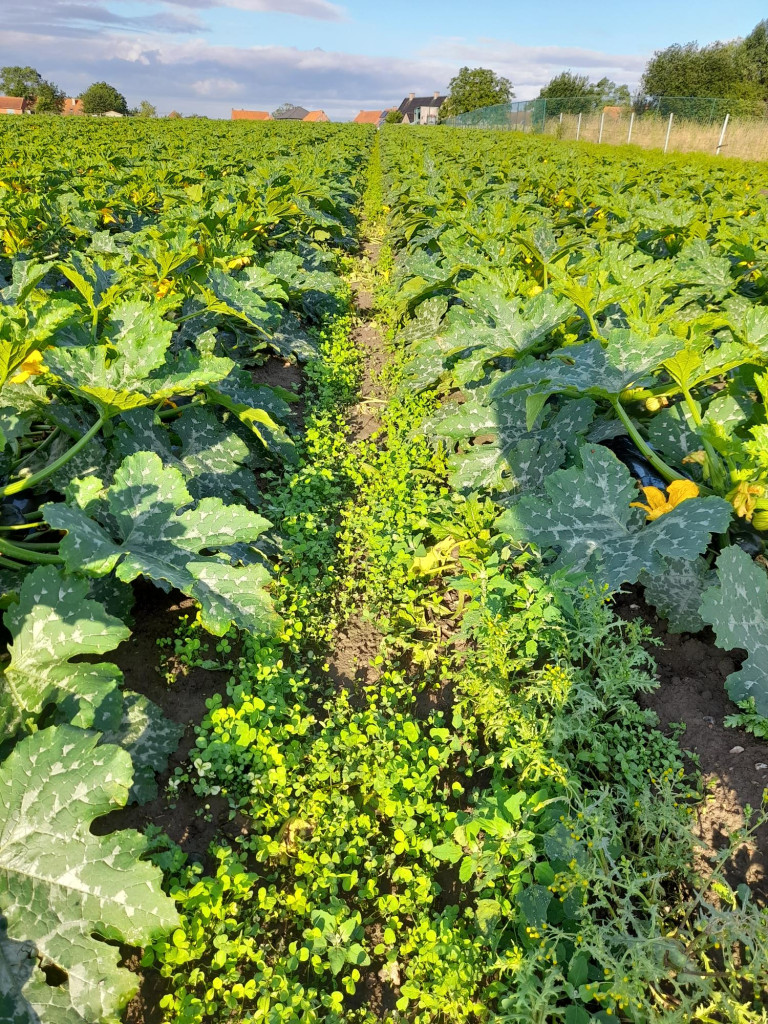 klaver courgetten 10 juli