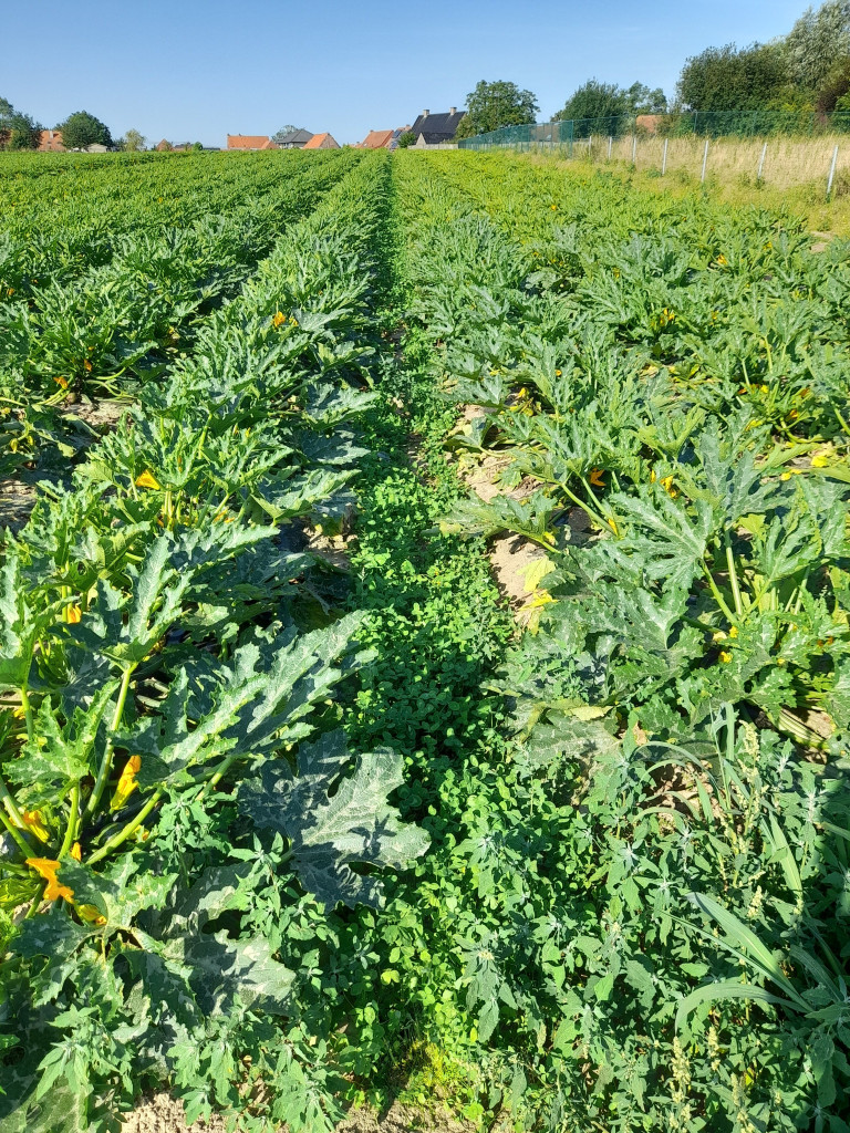 20240730_courgetten.jpg